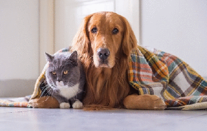 Homem processa vereador por foto de animais