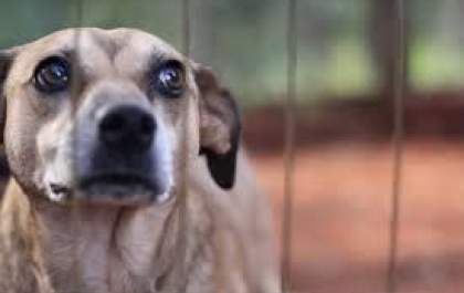 Homem preso ao atirar em cachorro no Quebra Cabaça