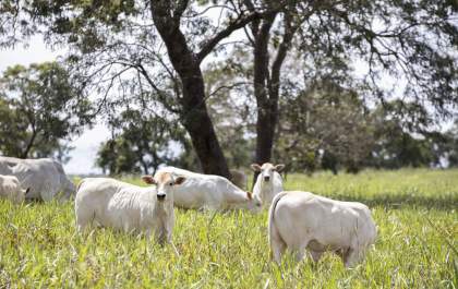 Sustentabilidade e manejo fino são diferenciais da raça Araguaia