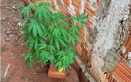Polícia apreende pé de maconha com 1 metro em casa de jovem