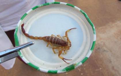Em caso de picada de escorpião saiba o que fazer