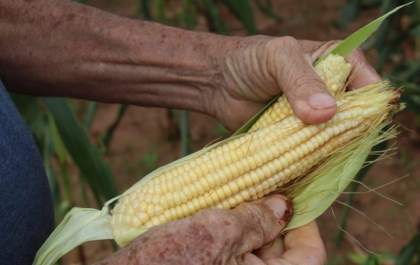 Festa do Milho Verde acontece dia 14 em Dracena