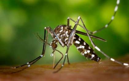 Período de chuvas exige cuidados redobrados contra o mosquito da dengue, alerta Águas Castilho
