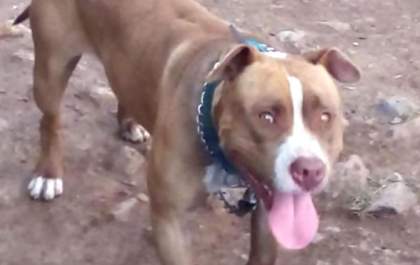 Mulher fica ferida ao ser atacada por pitbull em Três Lagoas