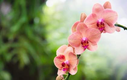 Araçatuba recebe 3º Orquídeas em prol da Apae&nbsp;