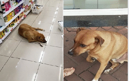 Cidadão adota cão em uma cidade e solta em outra