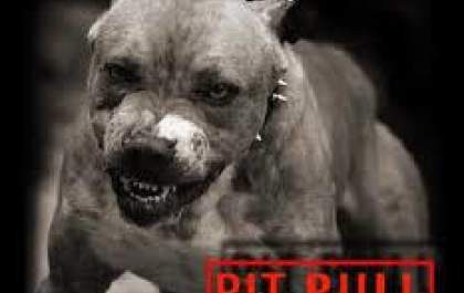 Pit Bull é abatido pela PM em perseguição a motociclista