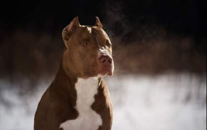 Rede Proanimal quer punição nos envolvidos no abate de Pitbull