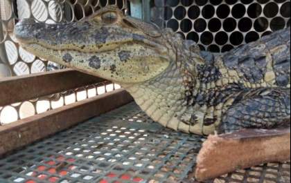 Bombeiros capturam jacaré encontrado no Maria Chica