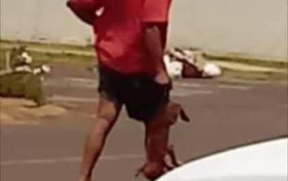 Filhote que ganhou uma 2ª chance após ser abandonado para morrer precisa de um lar