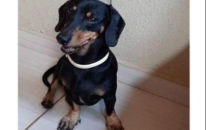 Cão que sumiu de carro é encontrado e devolvido ao dono