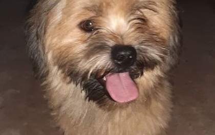 Ajude a encontrar a dona(o) dessa fofura