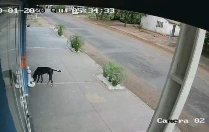 Cachorro ladrão é flagrado levando comedouro de Petshop