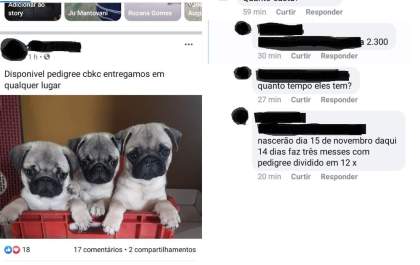 Mesmo sendo proibido, animais continuam sendo comercializados no Facebook em TL