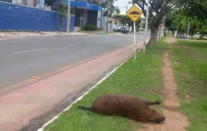 Capivara é atropelada próximo a Capifaixa