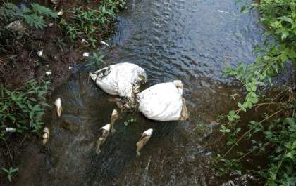 Descarte de peixes mortos no Machadinho é investigado