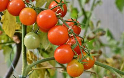 Programa Tomate Orgânico: curso gratuito será oferecido em Birigui