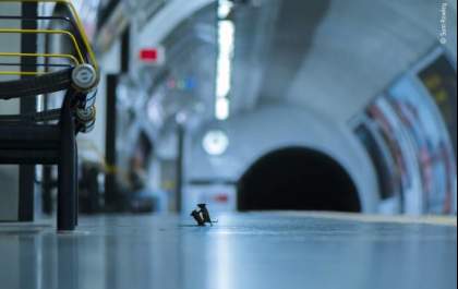 Imagem de dois roedores brigando no metro de Londres ganha prêmio