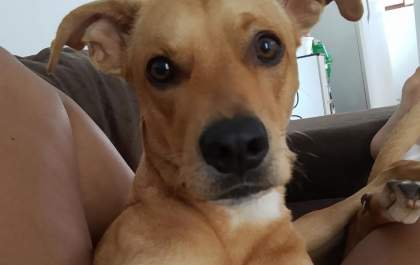 Procure-se Dudu: proprietária oferece recompensa por cachorro perdido