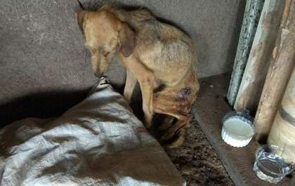 Advogado esclarece legislação relacionada ao abandono de animais