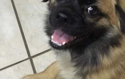 Ajude a encontrar esse cachorro&nbsp;