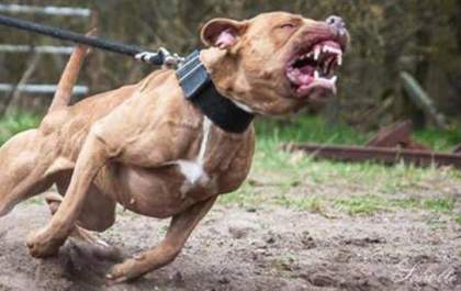 Eletricista é atacado por pit-bull nesta quarta (26)