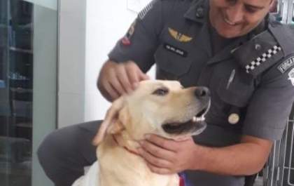 Cão labrador é esfaqueado ao defender dono em briga com companheira