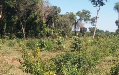 Pecuarista de Três Lagoas é autuado em R$ 12,9 mil por desmatamento