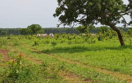 O pecuarista que preserva o meio ambiente