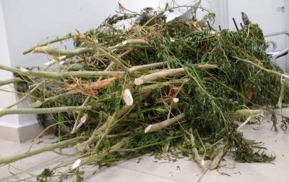 PM encontra pés de maconha em chácara de Araçatuba