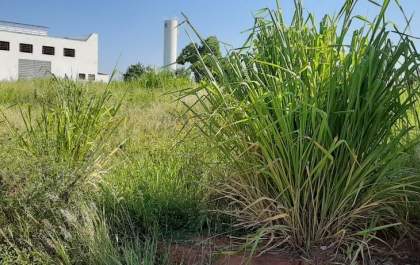 Parque Industrial 2 de Birigui é tomado por mato alto e vira alvo de bandidos