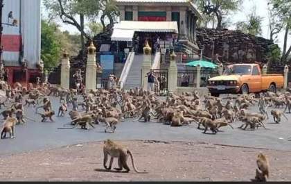 Macacos famintos por causa do coronavírus invadem cidade&nbsp;
