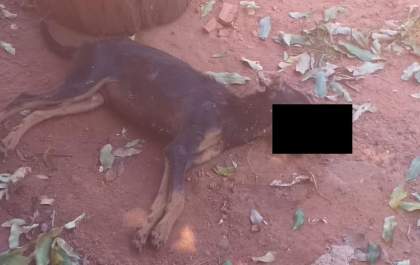 Cadela filhote é abandonada e morre na rua