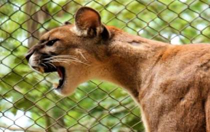 Saiba o que fazer ao encontrar um animal silvestre fora do seu habitat