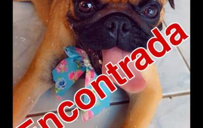 Final feliz: Cachorrinha Maya foi encontrada