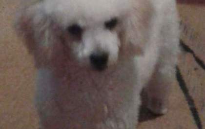 Cãozinho morre atropelado e dona suspeita que tenha sido de propósito