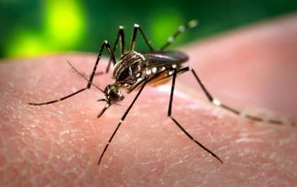 DENGUE: Boletim Semanal apresenta 94 casos notificados como suspeitos em Três Lagoas