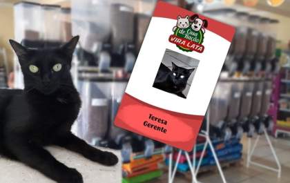 Pet shops se renovam em época de pandemia