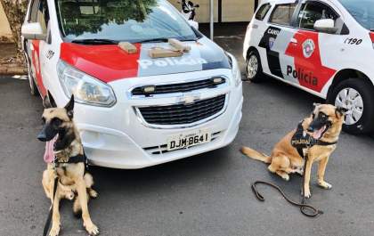Cães encontram maconha no quintal de casa em Mirandópolis