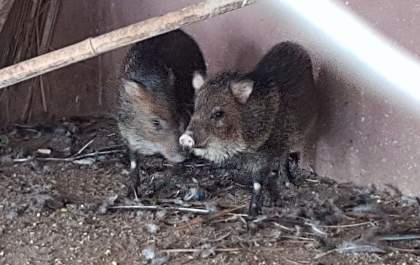 PM Ambiental apreende madeira irregular e animal silvestre em cativeiro