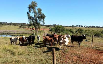 Pecuarista de Três Lagoas é multado em R$ 20 mil por crime ambiental