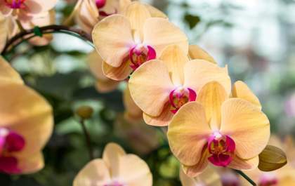 Não sabe como cuidar de orquídeas? Veja algumas dicas incríveis