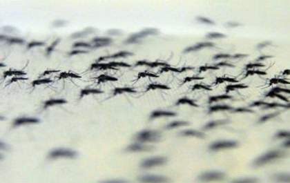 Vazamentos de esgoto podem ter causado infestação de pernilongos