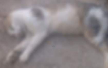 Moradoras denunciam mortes de gatos por suspeita de envenenamento no Santa Luzia