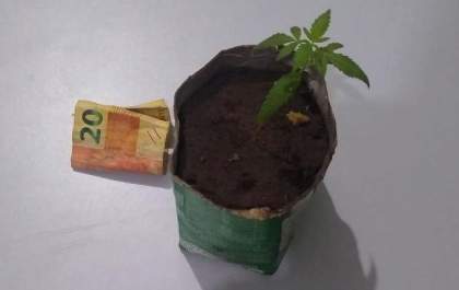 Homem que cultivava pé de maconha é preso pela PM em Três Lagoas