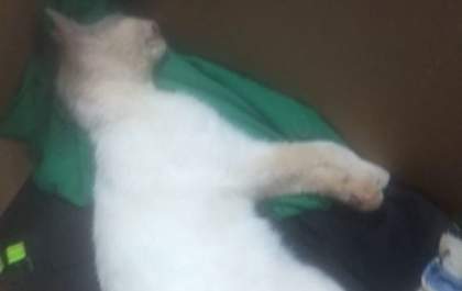 Crueldade resulta na morte de animal em Três Lagoas
