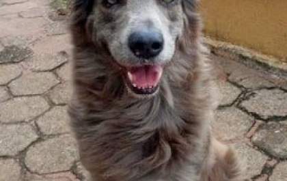 Morre cachorra que adorava passear de carro em Três Lagoas