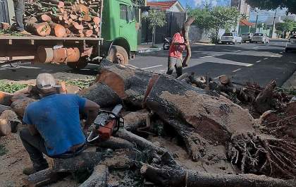 Araçatuba tem novas regras para cortes de árvores e cobrança de IPTU