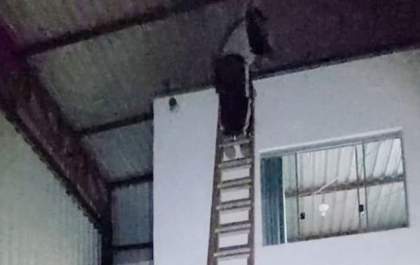 Ladrão é flagrado pela PM tentando invadir escritório de loja em Três Lagoas