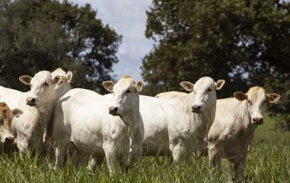 Origem Premium usa tecnologia de ponta para melhorar a genética dos animais
